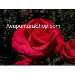 ACEITE PARA MASAJE DE ROSAS