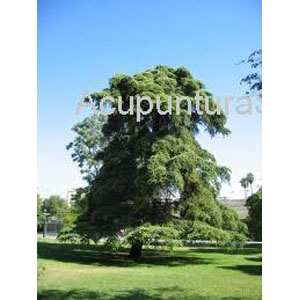 ACEITE PARA MASAJE DE CEDRO