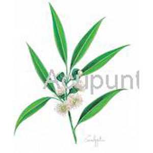 ACEITE PARA MASAJE DE EUCALIPTO Y MENTA