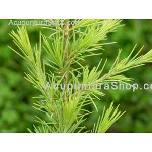 ACEITE PARA MASAJE DE MADERAS