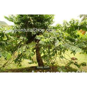 ACEITE PARA MASAJE DE YLANG YLANG